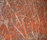 Scalea® Cuarcitas Exoticas | Cosentino