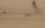 mafi OAK Country wide-plank | mafi