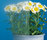 SatenDecor® | Sevasa