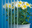SatenDecor® | Sevasa