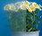 SatenDecor® | Sevasa