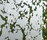 SatenDecor® | Sevasa
