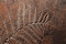 Embossing technique | Stucco Pompeji