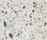 Silestone® Galactic | Cosentino