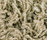 Poodle 1400 | OBJECT CARPET