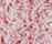 Poodle 1400 | OBJECT CARPET