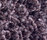 Poodle 1400 | OBJECT CARPET