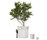 Box | FLORA