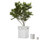 Box | FLORA