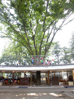 Fuji Kindergarten | Kindergartens / day nurseries | Tezuka Architects