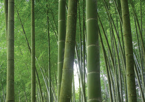 Integer Bamboo House | Casas Unifamiliares | Oval Partnership