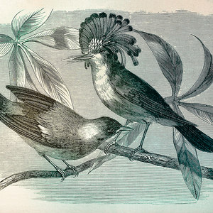 Vintage Birds