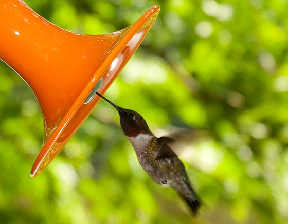 Hummingbird Feeder | Casetas de pájaros | J Schatz