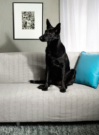 Pet Friendly/Stain-Resistant | Upholstery fabrics | Bella-Dura® Fabrics