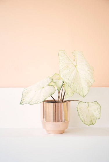 Indoor Spun Planter 8" | Copper | Pots de fleurs | Yield