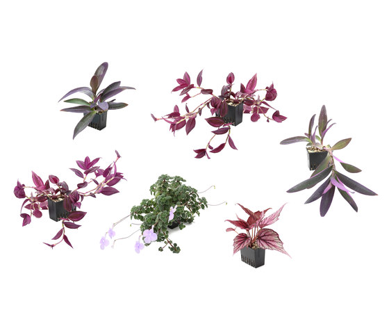 Pendularis | Pots de fleurs | Pendularis