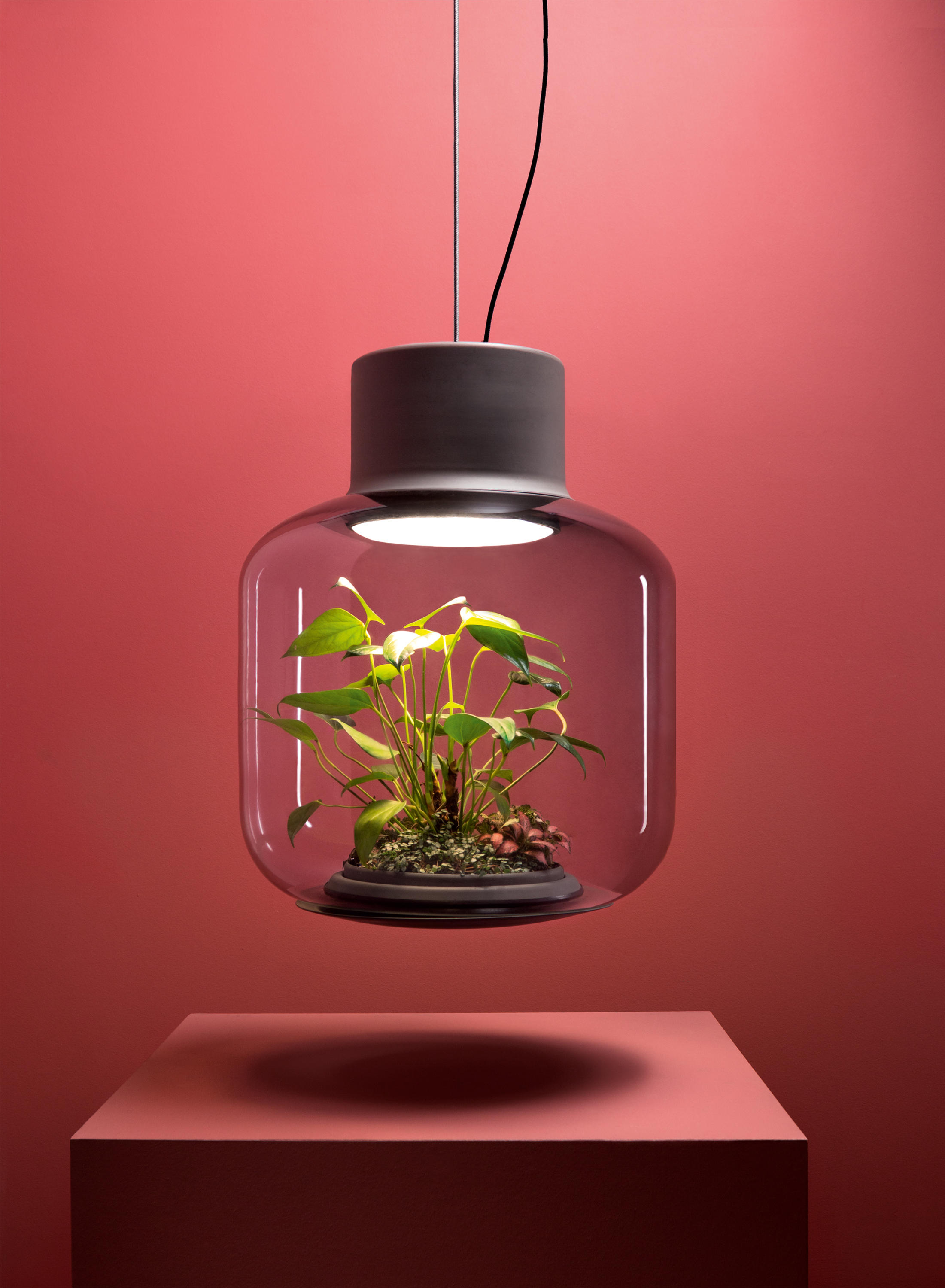 Mygdal PlantLight : des lampes qui font pousser des plantes sans eau et  sans lumière naturelle