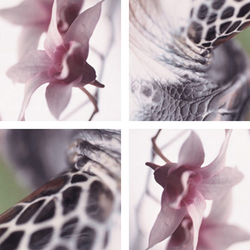 Flying Orchids | Synthetic films | tela-design