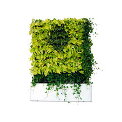 Moving Hedge | Privacy screen | Greenworks