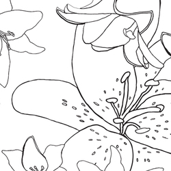Lily | Pattern plants / flowers | Wall&decò