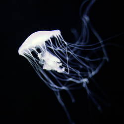 No. 2040 | Jellyfish