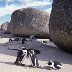 Nr. 6171 | Penguins with stones | Wall coverings / wallpapers | Berlintapete