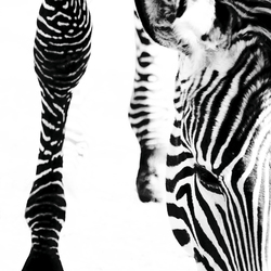 No. 6470 | Zebra