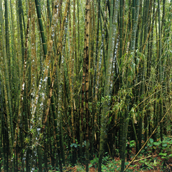 Nr. 3859 | Bambus Panorama