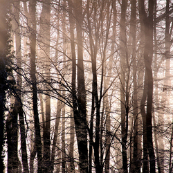Winter | Forest in winter | Wood panels | wallunica