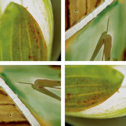 Lolling Waterlilies | Synthetic films | tela-design