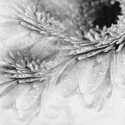 Crazy Flowers | Quadri / Murales | Inkiostro Bianco