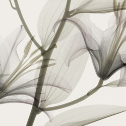 Dandy | Pattern plants / flowers | GLAMORA