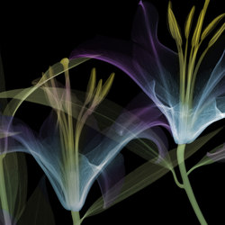 Dandy | Pattern plants / flowers | GLAMORA