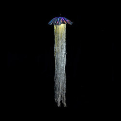 Jellyfish 3060