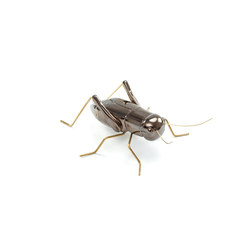 Fauna Cricket | Living room / Office accessories | Mambo Unlimited Ideas