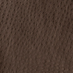 Fowl Play | Sparrow | Colour brown | Anzea Textiles