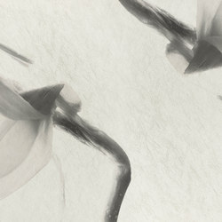 petals | narciso