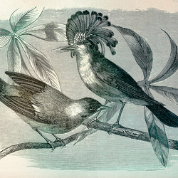 Walls By Patel | Tapete | Digitaldruck Vintage Birds 1