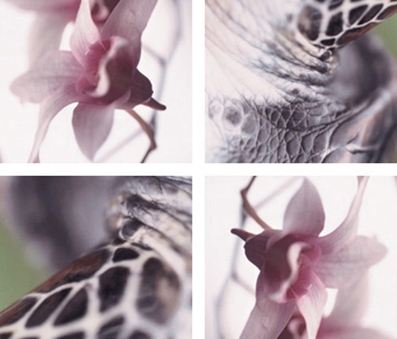 Flying Orchids by tela-design | Synthetic films