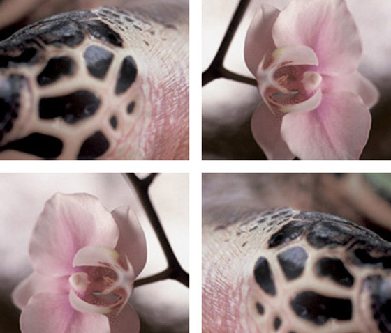 Orchid Meets Reptile | Fogli di plastica | tela-design