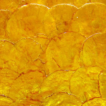 Shell Tile Panel No.26 | Perlmutt Platten | B-Matrix Group