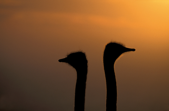 No. 6165 | Ostrich | Wall coverings / wallpapers | Berlintapete