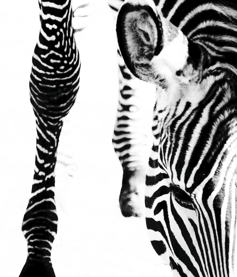 No. 6470 | Zebra | Revêtements muraux / papiers peint | Berlintapete