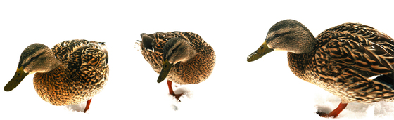 No. 6665 | Ducks in the snow | Wall coverings / wallpapers | Berlintapete