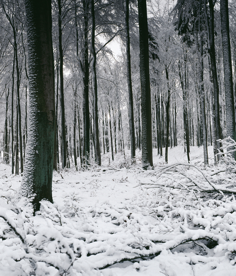 No. 3711 | Snow Forest | Revêtements muraux / papiers peint | Berlintapete