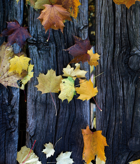 No. 5902 | Autumn forest | Wall coverings / wallpapers | Berlintapete