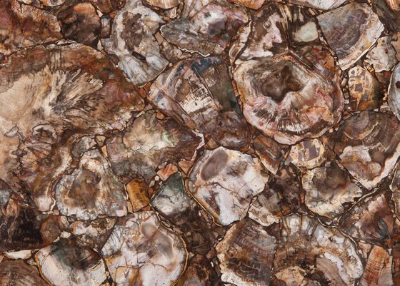 Prexury Petrified Wood | Mineral composite panels | Cosentino