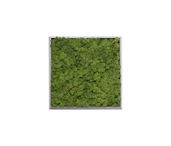 Moss painting S Quadro | Quadri / Murales | Verde Profilo