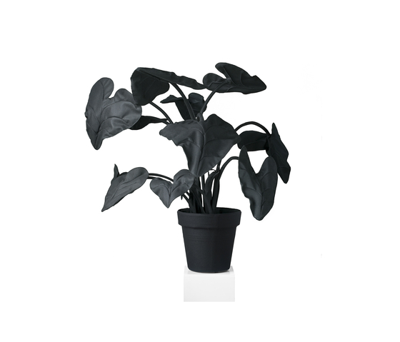 Alocasia Black/White | Objekte | JAN WILLEM de LAIVE