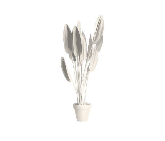 Strelitzia Black/White | Objets | JAN WILLEM de LAIVE